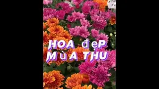 #12.Hoa đẹp m&ugrave;a Thu Japan🍂 # hoadep #muathu