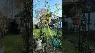 How to train a rose to an archway like a pro. #gardening #rose #pruning #tutorial