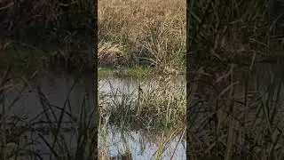 Osoam