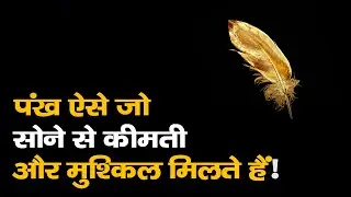 चौंक जाओगे इन पंख की कीमत जानकार, Costlier feather in the world