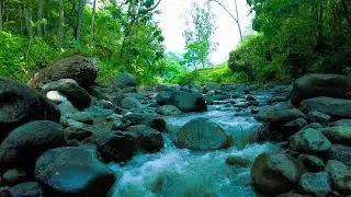 Misty Waterfall & Green Forest &ndash; Relaxing Sounds for Yoga, Healing & Peace