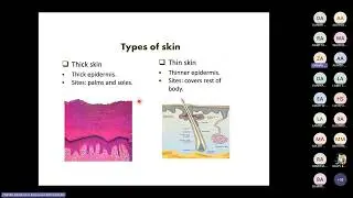 Hist. Biological Barriers & Skin by Prof. Zeinab Abdelrehim