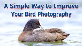 A Simple Way to Improve Your Bird Photography