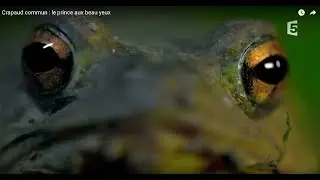 Crapaud commun :  le prince aux beau yeux