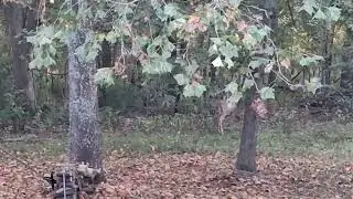 Majestic #naturevideography #buckdeer #myworldnature 