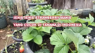 Jenis jenis strawberry  yang manis dan cocok di budi dayakan di indonesia