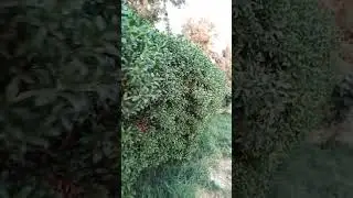 amman jordan weather will very good #viral #hackprotech #viralvideo #video #shorts #short