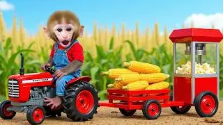 Monkey Nana drives a tractor to the cornfield and embarks on a challenging popcorn-making journey