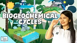 Биогеохимические циклы | Биология