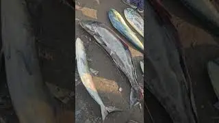 Dapoli fish market #seafood #fishing #hunting #market 