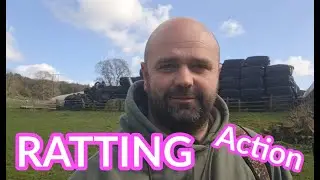 Epic Ratting | Day & Night Farmyard Rat Action