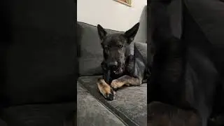 Toys For Aggressive Chewers: Kong Goodie Bone Toy