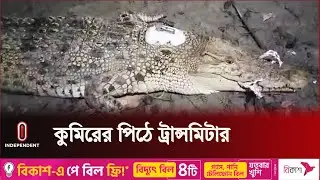 পিঠে স্যাটেলাইট বসিয়ে কুমির অবমুক্ত করা হলো সুন্দরবনের নদীতে | Crocodile | Bagerhat |Independent TV