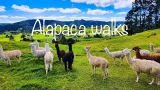 Alpaca walking/ best hikes New Zealand 004 / Go pro Hero 7 black