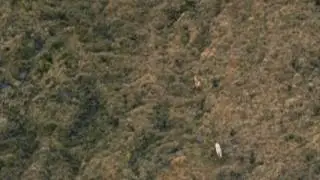 Arctic Wolf Chasing Calf
