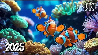 Ocean Life 4K &ndash; Vibrant Marine Life with Calming Music for Sleep & Serenity #1