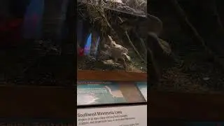 Spiny Softshell Turtle- MN DNR Building- MN State Fair- 8/31/25