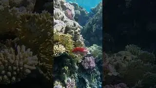 POV: You found a hidden city beneath the waves. 🐠🤿