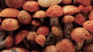 TOP KŘEMENÁČE, HŘIBY. ŠUMAVA 2024.