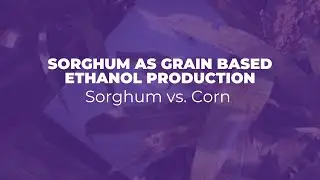 Sorghum As Grain Based Ethanol Production