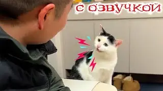 Приколы с котами! Самые смешные коты С ОЗВУЧКОЙ! СМЕШНЫЕ ЖИВОТНЫЕ! До слез!