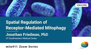 Spatial Regulation of Receptor-Mediated Mitophagy