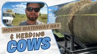 Moving hay and herding cows
