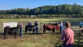 Scenes from the 2024 Moore County 4-H Heifer Show #beef #cow #brahmancattle