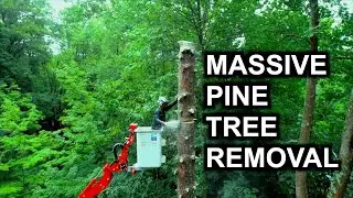 How to run a tree removal business at 24 years old