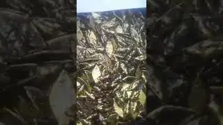 Gold Maranchi