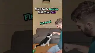 5 Tips to Become Your Cat's Bestie! 🐱❤️ | Cat Bonding Secrets