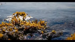 Why Microalgae Are Transforming Men&rsquo;s Skincare | The Science Behind YCODE