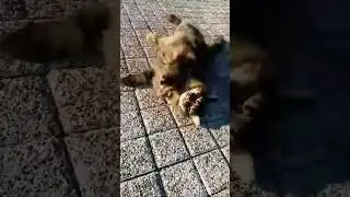 Fluffy cat rolls on the floor and shows her belly 🐈🐱 #theplanetofcats #catlover #catvideos #cats