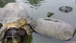 TURTLES MAKING LOVE EACH OTHER