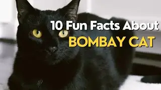 10 Fun Facts About Bombay Cat