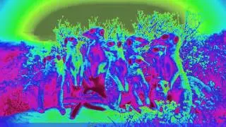 Meerkat Magic Moments insect vision...