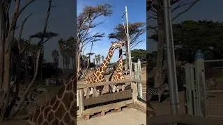 Zoo San Francisco 🇺🇸 #zoo #california #sanfrancisco