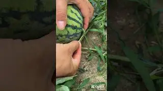 Tips To Prevent watermelon cracking during rain season #smartfarming #organicfarming #gardentips