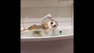 Fun Times With Hooty McOwlFacel