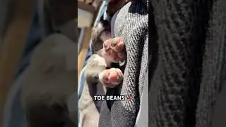 TOE BEANS 🫘 #toebeans #puppy #cutepuppy #shortsviral #shorts