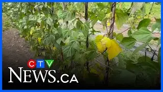 Dry summer impacting eastern Ontario crops