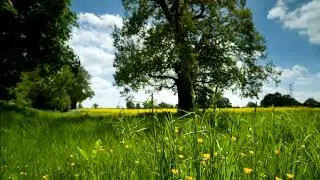 1 Hour | Beautiful Morning Bird Sounds 🌿 Peaceful Nature Ambience for Relaxation & Sleep