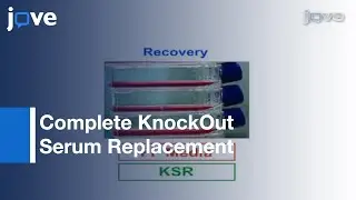 Cryopreserving & Recovering-Human iPS Cells Using Feeder-Free Medium
