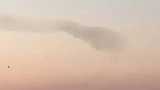 Starling Birds making Mindblowing patterns in the Sky | Evenings at Rome | Summer | Rome | Italy
