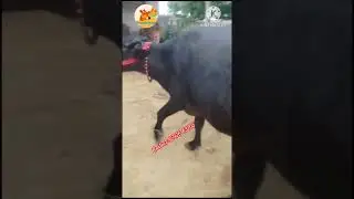 one buffalo for sale 95926-63705 #buffalo #youtubeshorts #animal