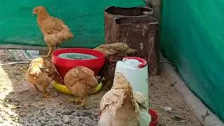 how to start a Desi cock farm at 30  cock (organic)