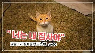 시골 고양이에게 간택당했어요 #고양이간택 #집사되기 #시골생활 #귀촌생활
