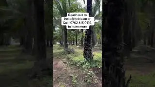 Oil Palm Plantation - Earn Yearly Cashflow with Farm Land in Nigeria.