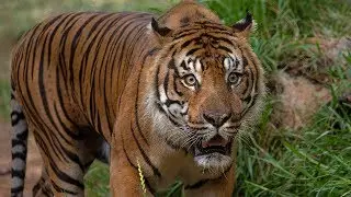 Meet the Tigers