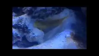 Pistol shrim and Cryptocentrus cintus